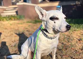 Obedient K9 Academy - Charlotte, NC Dog Training - Service Highlights