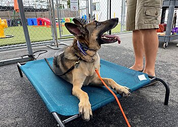 Virginia Beach Dog Training Obedient Paws