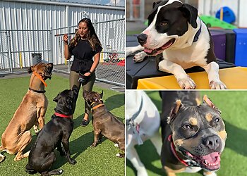 Virginia Beach Dog Training Obedient Paws