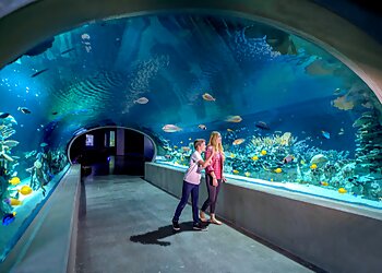 Scottsdale Places To See OdySea Aquarium