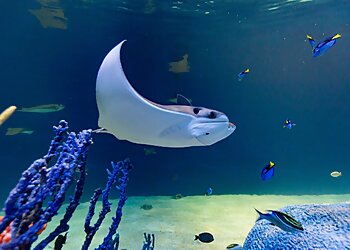 Scottsdale Places To See OdySea Aquarium