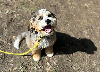 Raleigh Dog Training Off Leash K9 Raleigh Durham