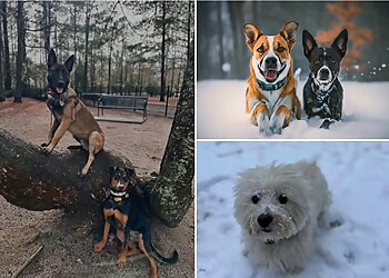 Raleigh Dog Training Off Leash K9 Raleigh Durham