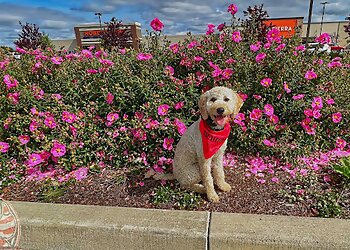 Portland Dog Training Off Leash K9 Training