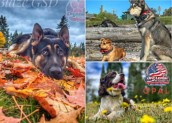 Portland Dog Training Off Leash K9 Training