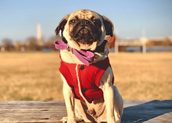 Virginia Beach Dog Training Off Leash K9 Training Hampton Roads