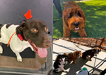Off Leash K9 Training, LLC - Fresno, CA Dog Training - Professional Highlights
