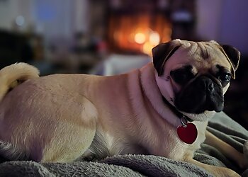 Houston Dog Training Off Leash K9 Training LLC