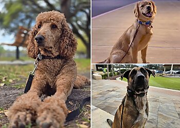 Houston Dog Training Off Leash K9 Training LLC