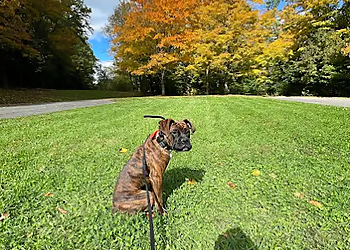 Off Leash K9 Training, LLC - Philadelphia, PA Dog Training - Service Image