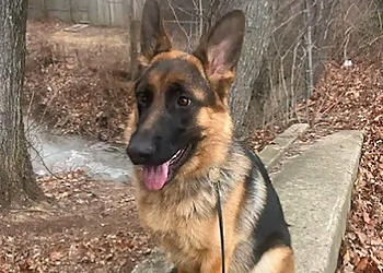 Off Leash K9 Training, LLC - Philadelphia, PA Dog Training - Service Highlights