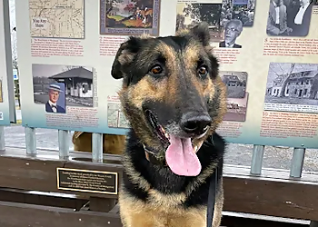Off Leash K9 Training, LLC - Philadelphia, PA Dog Training - Car Image