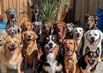 San Antonio Dog Training Off Leash K9 Training, LLC