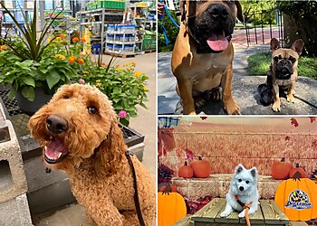 Baltimore Dog Training Off Leash K9 Training Maryland