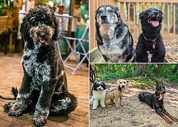 Memphis Dog Training Off Leash K9 Training Memphis