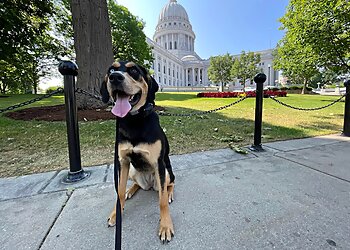 Milwaukee Dog Training Off Leash K9 Training Milwaukee/ Madison