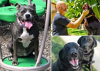 Milwaukee Dog Training Off Leash K9 Training Milwaukee/ Madison