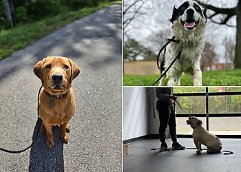 Philadelphia Dog Training Off Leash K9 Training Philadelphia, LLC