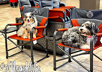 Off Leash K9 Training Texas - Carrollton, TX Dog Training - Professional Highlights