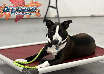 Off Leash K9 Training Texas - Carrollton, TX Dog Training - Business Gallery Image
