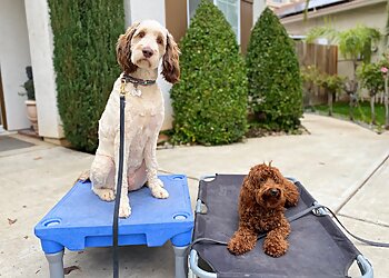 Fresno Dog Training Ohana K9 Academy