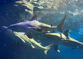 Tulsa Places To See Oklahoma Aquarium