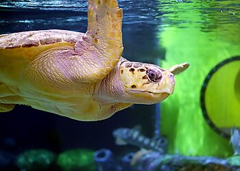 Tulsa Places To See Oklahoma Aquarium