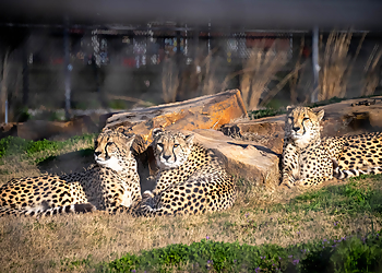 Oklahoma City Places To See Oklahoma City Zoo