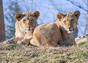 Oklahoma City Places To See Oklahoma City Zoo