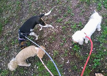Old Market Bark-it! - Omaha, NE Dog Walkers - Job Site Image