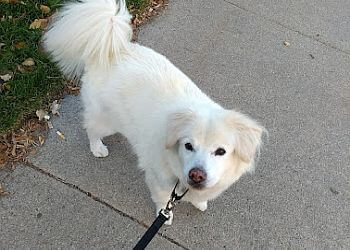 Old Market Bark-it! - Omaha, NE Dog Walkers - Service Image