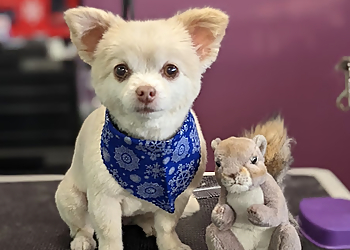 Lansing Pet Grooming Old Town Tails LLC