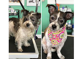 Lansing Pet Grooming Old Town Tails LLC