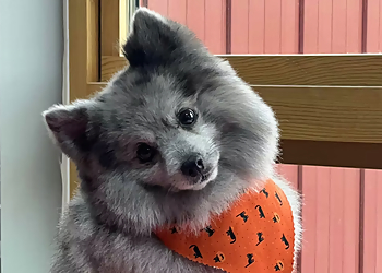 Minneapolis Pet Grooming Ollu Dog Wash & Grooming Salon