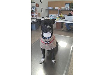 Omaha Veterinary Clinics Omaha Pet Vaccination Clinic