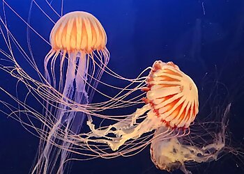 Omaha Places To See Omaha's Henry Doorly Zoo and Aquarium