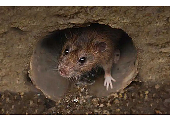 Houston Animal Removal Omega Animal Removal