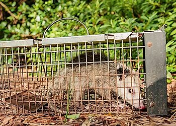 Austin Animal Removal Omega Animal Removal Austin