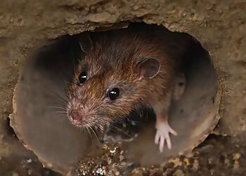 Austin Animal Removal Omega Animal Removal Austin