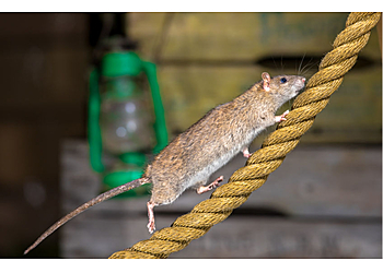 Carrollton Animal Removal Omega Animal Removal Dallas