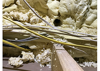 Carrollton Animal Removal Omega Animal Removal Dallas