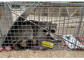 Dallas Animal Removal Omega Animal Removal Dallas