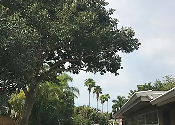 St Petersburg Tree Services On Demand Tree Service