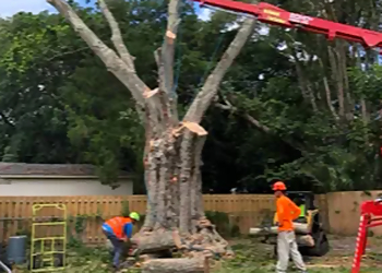 St Petersburg Tree Services On Demand Tree Service