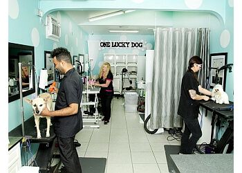 3 Best Pet Grooming in St Petersburg, FL - Expert Recommendations 3 Best Pet Grooming in St Petersburg, FL - Expert Recommendations