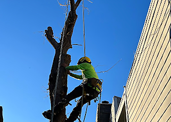 Amarillo Tree Services One Stop Tree Service