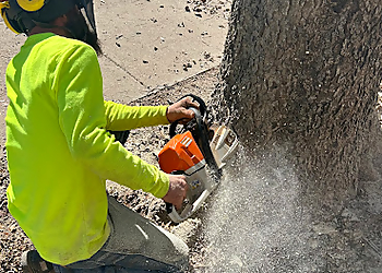 Amarillo Tree Services One Stop Tree Service