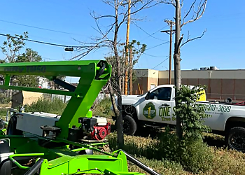 One Stop Tree Service Amarillo Tree Services image 1