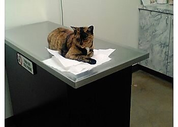 Ontario Veterinary Clinics Ontario Spay and Neuter