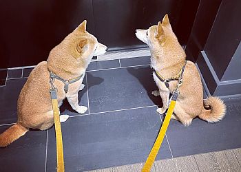 Rochester Dog Walkers On the Move Pet Care